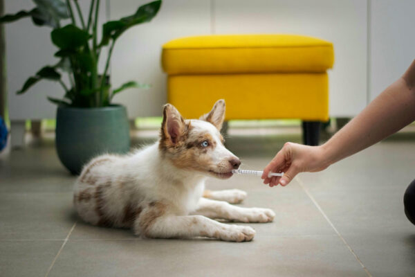clinica-veterinaria-pozuelo-blog-1